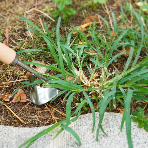 3 Pack Pro Grade Stainless Steel Weed Puller Tools Set with V Shaped Uprooting Hand Weeder removing grass in garden