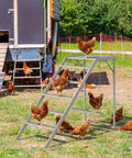 Chickens using chicken perch with ladder and swing next to coop; activity playground in wooden run