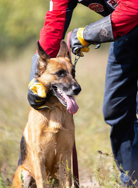 Person holding German Shepherd with Bite Proof Animal Handling Gloves With Kevlar Reinforcement And Leather Shield For Safe Grooming.