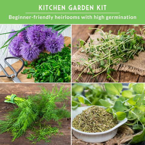 Kitchen garden kit displaying Ten Culinary Herb Seeds Pack For Indoor Kitchen Garden Featuring Basil Cilantro Lavender Dill Parsley Oregano Thyme Sage Chives Marjoram Ideal Starter Kit For Fresh Bangin Homegrown Flavors with herbs and seeds.