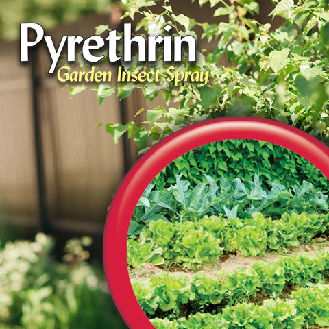 Pyrethrin Garden Insect Spray Concentrate 8 Oz Ready To Mix Fast Acting Insecticide For Outdoor Gardens Kills Aphids Beetles Webworms