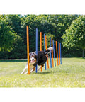 Dog weaving through All Breeds Dog Agility Slalom Course with 12 weave poles for outdoor training in park