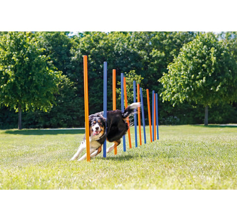 Dog weaving through All Breeds Dog Agility Slalom Course with 12 weave poles for outdoor training in park