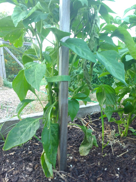 One Wrap Garden Ties For Plants And Staking Reusable Adjustable Plant Supports With Gentle Non Slip Grip Cut To Length Forty Five Foot Roll One Half Inch Green Keeps Flowers Staked No Sweat Growing Strong securing a garden plant to a stake