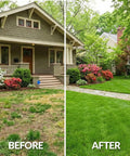 Before and after of yard using Wide 30 By 10 Inch Lawn Leveling Rake With Heavy Duty Alloy Steel Frame And 78 Inch Handle