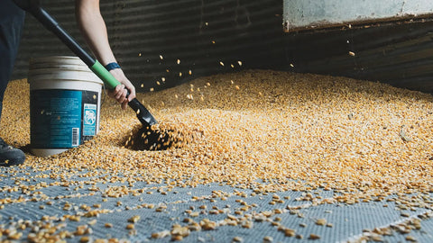 Scooping grain with Scoop Shovel With Lightweight Aluminum Head Ergonomic No Slip H Grip D Handle And Fiberglass Core