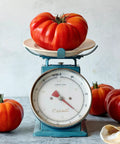 SteakHouse Hybrid Beefsteak Tomato weighing 3 lbs on vintage scale, Non GMO, suitable for backyard gardening, indeterminate vines.