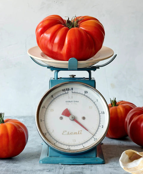 SteakHouse Hybrid Beefsteak Tomato weighing 3 lbs on vintage scale, Non GMO, suitable for backyard gardening, indeterminate vines.