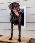 Large dog using Built Damn Tough Large Dog Wall Door With Adjustable Telescoping Frame For Canines Up To One Hundred Pounds.