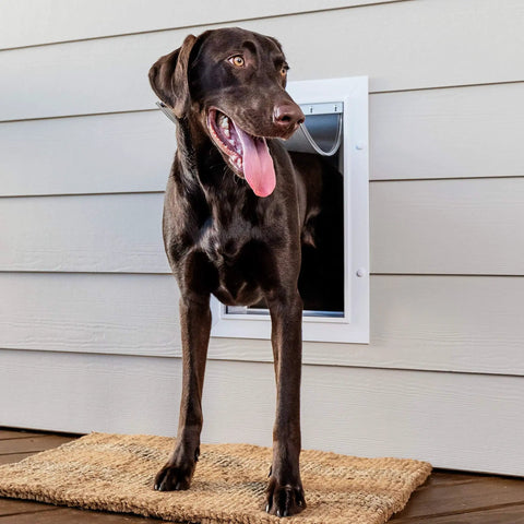 Large dog using Built Damn Tough Large Dog Wall Door With Adjustable Telescoping Frame For Canines Up To One Hundred Pounds.