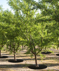 4 Pack 32.2 Inch Non Woven Tree Mulch Rings in use around tree bases in a landscaped area, providing weed control and root protection.