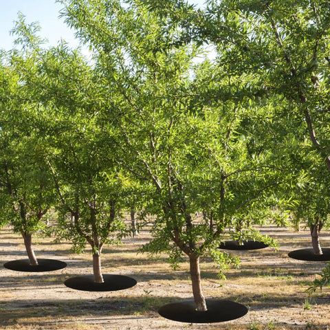 4 Pack 32.2 Inch Non Woven Tree Mulch Rings in use around tree bases in a landscaped area, providing weed control and root protection.