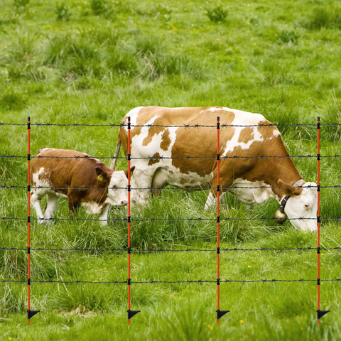 Cows grazing behind 45 Inch Fiberglass Step In Electric Fence Post Kit With 20 Temporary Stakes And Clips For Cows Sheep And Other Livestock