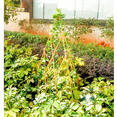 Expandable Bamboo Teepee Trellis For Climbing Plants No Fuss Self Standing Garden Support Perfect For Vines Flowers And Vegetables