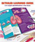 Detailed learning guide from Squishy Human Anatomy Body Model With 30 Removable Parts For Kids Aged 4 8, showing lungs illustrations.