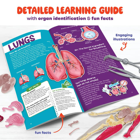 Detailed learning guide from Squishy Human Anatomy Body Model With 30 Removable Parts For Kids Aged 4 8, showing lungs illustrations.