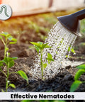 Person using Pot Popper Organic Insect Control With Beneficial Nematodes For Container Plants on seedlings with watering can