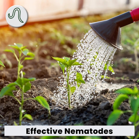Person using Pot Popper Organic Insect Control With Beneficial Nematodes For Container Plants on seedlings with watering can