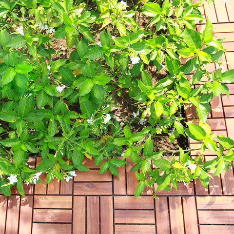 Teak Interlocking Patio Deck Tiles Set of 10 12 Inch by 12 Inch Outdoor Wood Flooring Mats for Porch next to green plants.
