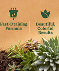 Top Shelf Indoor Potting Mix For Cactus And Succulents Featuring Sweet Roots Development With Rapid Drainage Sand Perlite And Peat Moss Formula Plus Loaded Plant Food For Ace Houseplants In 8 Quart Packs visual representation with succulents and fast-draining formula icons.