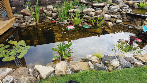 Garden pond with aquatic plants using Square Black Plastic Pond Planting Baskets 9 Inch Wide By 6 Inch Deep Set Of 2.