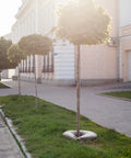 Street view with trees fitted with 2 Pack 15 Gallon Tree Watering Bag Ring Deep Root Low Profile Slow Release Watering for Newly Planted Trees