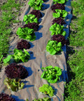 Natural Organic Paper Mulch Ground Cover Mat For Veggie Gardens Black 3 By 300 Feet Easy Weed Control And Soil Friendly Air Water And Nutrients Pass Through For Beds Greenhouse And Outdoor Planting Areas with vegetables growing on top.