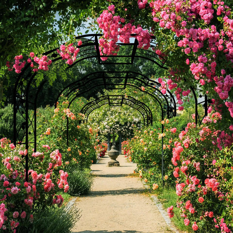 Tall Black Garden Arch Trellis 8.2 Ft High 6.2 Ft Wide Outdoor Arbor For Climbing Plants Roses And Vines Built To Last