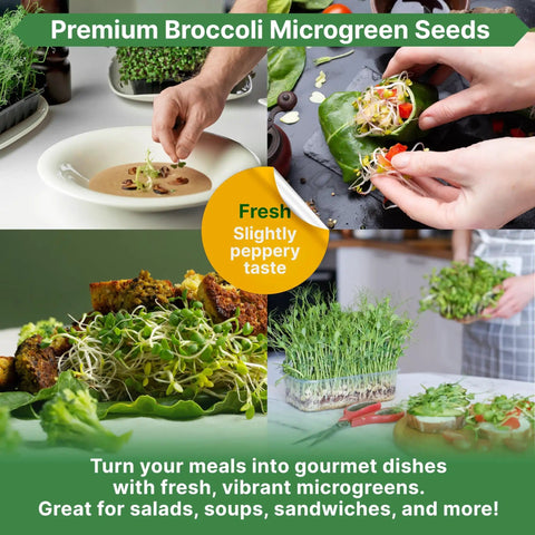 Broccoli Sprouting And Microgreens Seeds Kit 1 Lb Resealable Bag Non GMO Heirloom Sprout Seeds For Soil Coconut Coir Aerogarden And Hydroponics Perfect For Growing Microgreens At Home shown in use with prepared dishes and fresh sprouts.