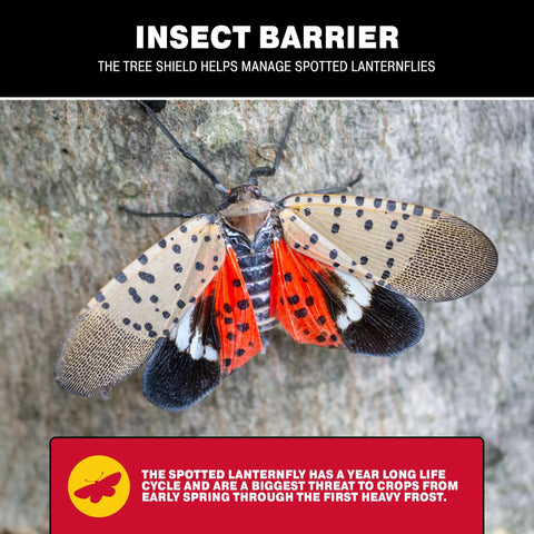 Spotted lanternfly on tree with text highlighting Tree Shield Insect Barrier For Lantern Fly And Ant Traps protection.