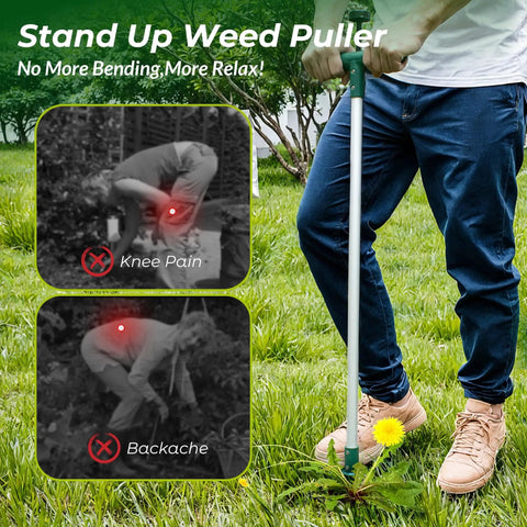 Stand Up Weed Puller With 39 Inch Handle 3 Claw Garden Weeder Long Reach Root Pulling Tool For Dandelions shown in use by a person