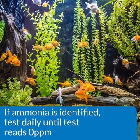 Ammonia Test Strips For Freshwater And Saltwater Tanks 25 Test Box Quick Dip To Monitor Water Quality used in aquarium with fish