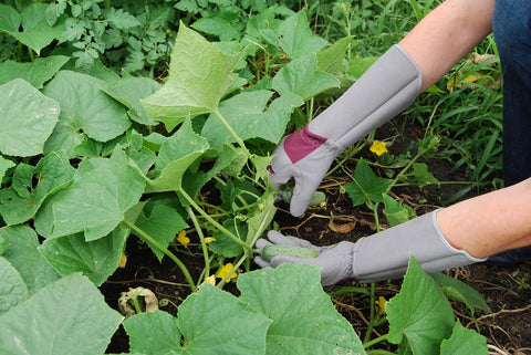 Rose Pruning Gloves With Puncture Resistant Synthetic Suede And Extra Long Forearm Protection For Pruning Thorny Plants 144 Pairs Size 7 Small Pro Grade Gear For Roses And Bushes