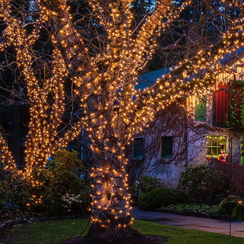 100 Count Mini Clear Christmas Lights On 21 Feet White Wire For Indoor Outdoor Decor on tree with house in background