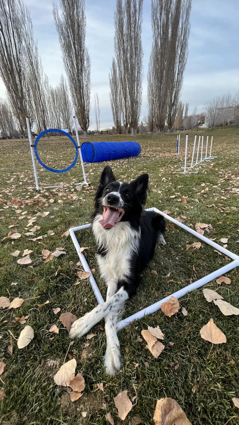 Backyard Dog Agility Set With 5 Piece Kit Featuring Bar Jump With Cup Strips Breakaway Tire Jump Weave Poles 10 Foot Tunnel and dog