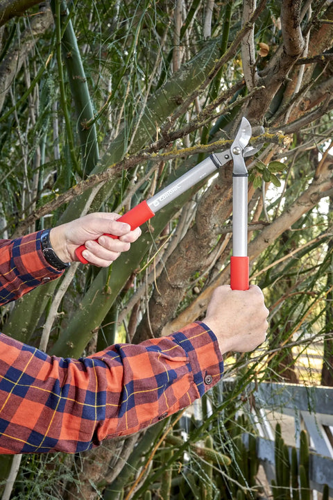 Using Forged Steel ClassicCUT Bypass Hand Pruner for Heavy Duty Garden Pruning on tree branch, cuts up to 3/4 inch thick stems.