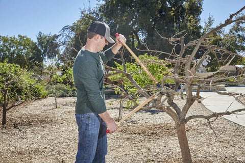 Man pruning tree with ClassicCUT Bypass Lopper 32 Inch Reach With Radial Arc Forged Blade Resharpenable Steel Heavy Duty Pruning Tool