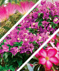 All In One Bonsai Seeds Kit With 300 Plus Seeds Featuring cherry blossom, Albizia Julibrissin, and desert rose blooms.