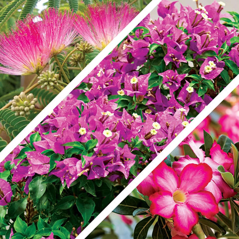 All In One Bonsai Seeds Kit With 300 Plus Seeds Featuring cherry blossom, Albizia Julibrissin, and desert rose blooms.