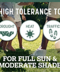 Premium Kentucky 31 Tall Fescue Grass Seed To Build A Badass Drought Resistant Lawn, high tolerance to drought, heat, and traffic.