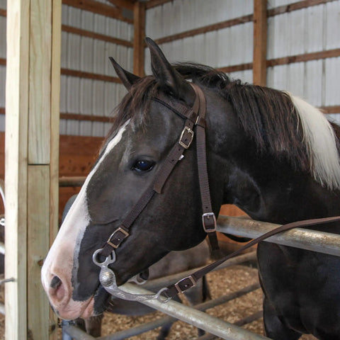 All Day Comfort Nylon Padded Browband Horse Headstall With Reins In Multiple Colors Full Size on horse indoors
