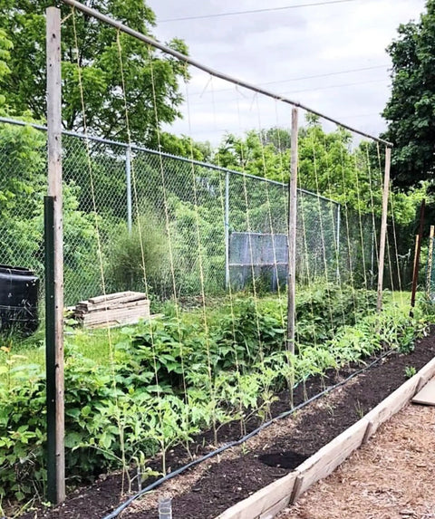 6300 Ft Tomato Twine For Trellising Gardens Heavy Duty Poly Garden String supporting plants on a trellis in a garden