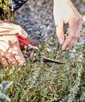 Gardener using Thinning Shears With Cushioned Non Slip Grip For Plants, Pro Grade Durable Steel Blades For Precise Pruning