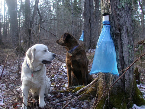 Two dogs sitting near a tree with blue sap collection sacks, showcasing the Ultimate Maple Syrup Tapping Kit for First Timers.