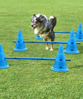 Dog jumps over Rugged Outdoor Dog Training Stakes Portable Agility Pole Set For Running Jumping And Fetch Practice Durable Plastic Poles In Blue For Easy Setup And Training Sessions