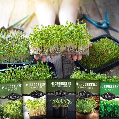 Five Variety Microgreens Seed Kit For Indoor Sprouting With Mustard Mung Bean Curled Cress Clover And Lettuce Heirloom Non GMO Starter Pack For Quick Indoor Harvest And Homegrown Flavor displayed with fresh microgreens and seed packets.