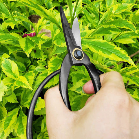 Hand holding Pro Grade Bonsai Scissors 7.3 Inch For Pruning And Floral Arrangements Boss Level Pruning Narrow Openings Access