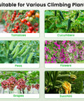 Various climbing plants supported by Cucumber Trellis 35 Inch By 50 Inch A Frame Garden Trellis For Climbing Plants Outdoor Foldable Plant Support Heavy Duty For Vines Vegetables Tomatoes Zucchini Peas Raised Beds