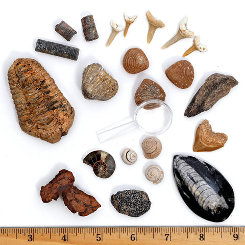Totally Real Fossil Collection Kit With 12 Fossils, Including Shark Teeth And Dinosaur Bone, arranged with magnifying glass.