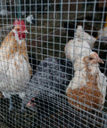 Chickens behind Heavy Duty 19 Gauge Metal Hardware Cloth 1/2 Inch Mesh, 36 Inch by 100 Foot Galvanized Chicken Wire Fencing Mesh Roll